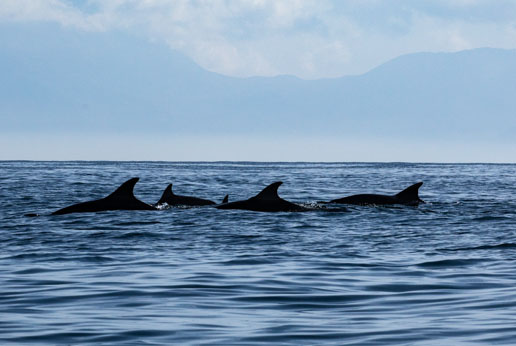 All'Invernale di Napoli una domenica di regate tra i delfini 